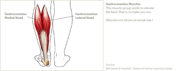 The Muscles of the Calf - Gastrocnemius