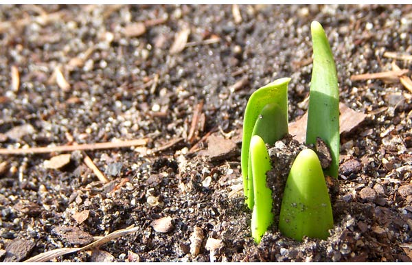 Spring has Sprung